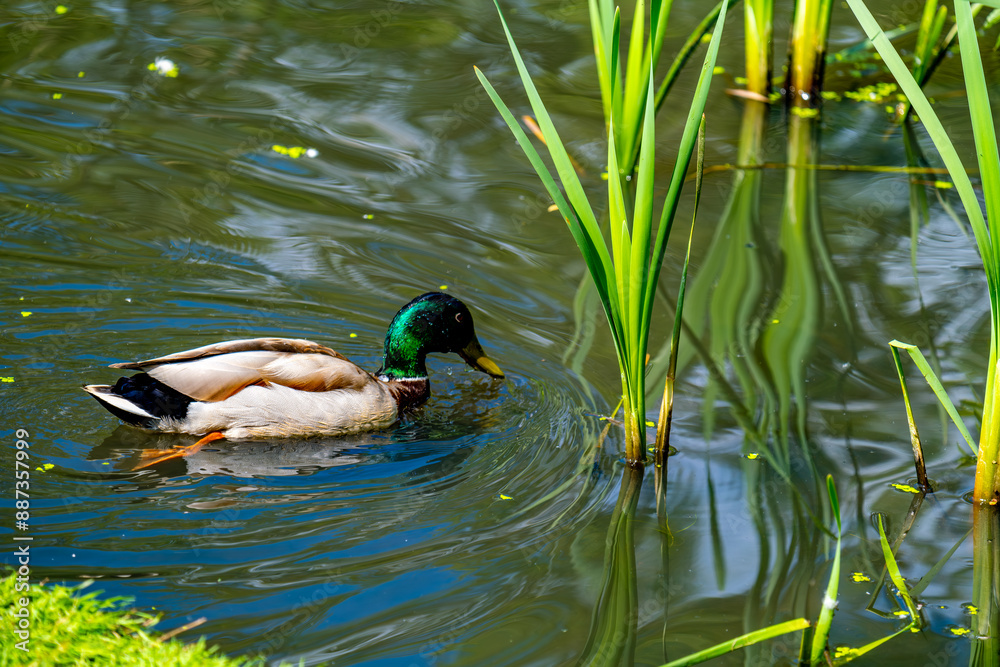 Fototapeta premium Duck in the lake among the reeds in close-up.