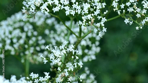 Valerian officinalis close-up.White flowers of medicinal valerian. 4k footage photo