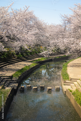 Riverside walkways under beautiful archways of pink cherry blossom trees Sakura Namiki along the river bank of a canal in Fukiage City, Saitama, Japan. Romantic spring scenery of Japanese countryside photo