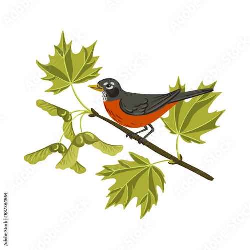 vector drawing birds, hand drawn American robin sitting at tree branch with green leaves and seeds, ,Turdus migratorius at sugar maple, isolated nature design elements