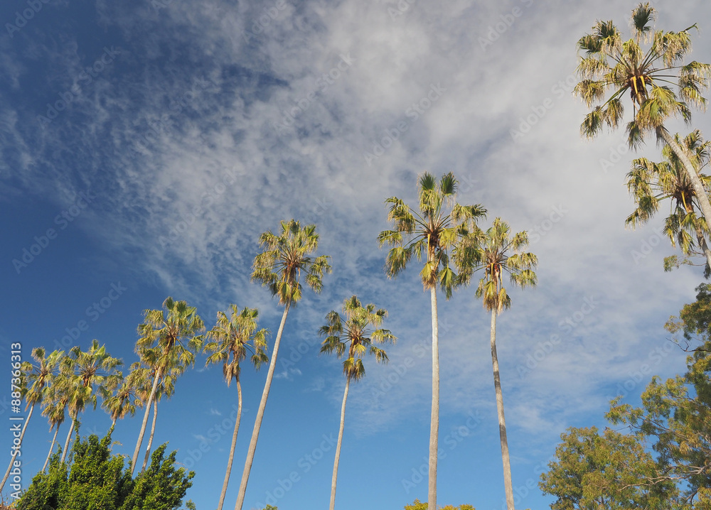 Obraz premium Tall Palm Trees