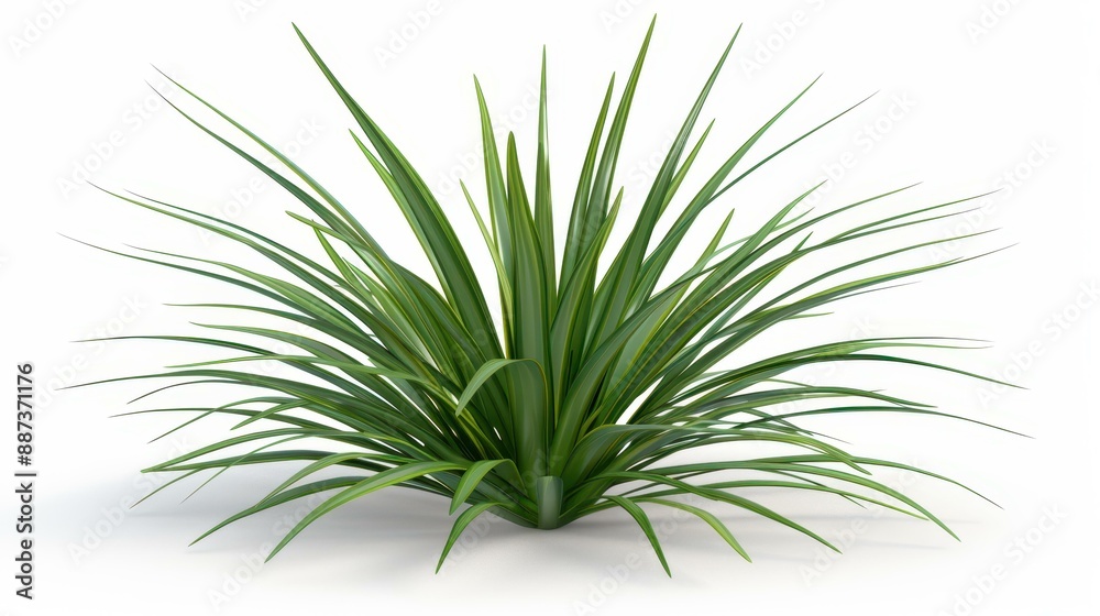 Realistic 3D render of isolated Agave Tequilana bush on a white background. Realistic 3D render of isolated Agave Tequilana bush on a white background.