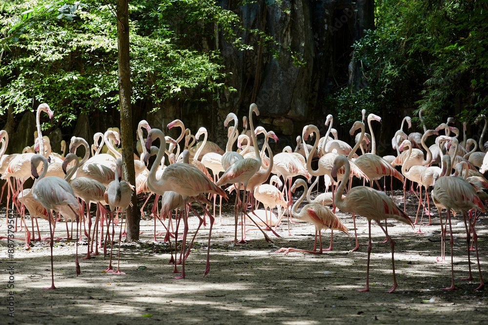 Naklejka premium Group of flamingos in the zoo