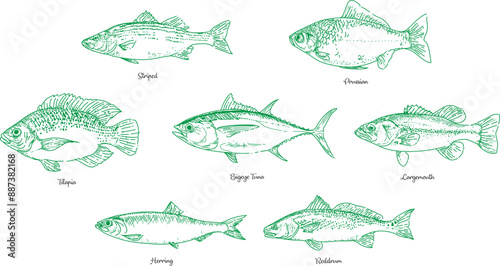 Hand drawn fish vector collection set, fish handdrawn collection, Fish drawings set, outline sketch fish vector illustration isolated on white background