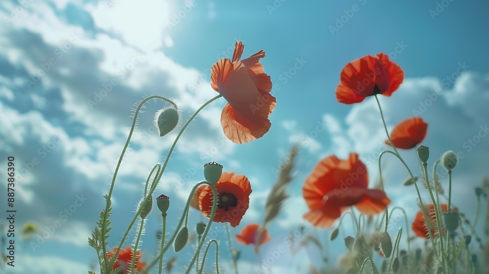 Obraz premium Beautiful blooming red poppy flowers in field on sunny day against cloudy sky Field of poppy flowers during spring : Generative AI