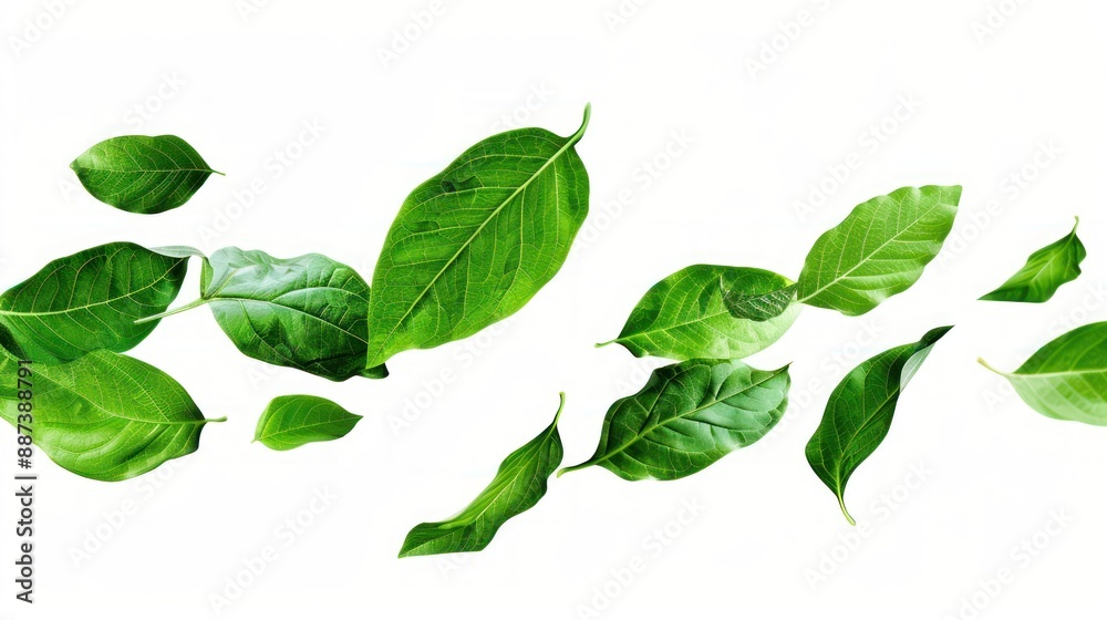 Green Leaves Falling Green Leaves Falling