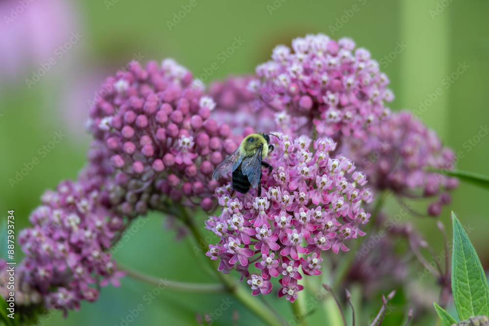Full frame abstract texture background of blooming rose color swamp milkweed (asclepias incarnata) flower blossoms in an herb garden with view of a pollinating bee Full frame abstract texture background of blooming rose color swamp milkweed (asclepias incarnata) flower blossoms in an herb garden with view of a pollinating bee