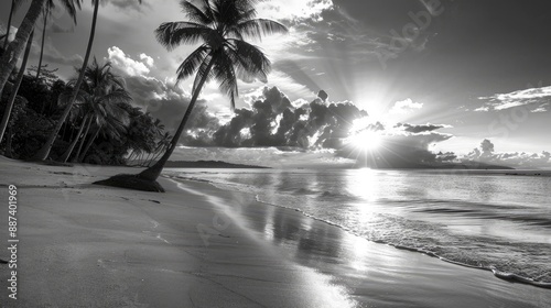 Fototapeta Naklejka Na Ścianę i Meble -  tropical beach during sunrise Beautiful nature landscape with Coconut Palm trees black and white photography