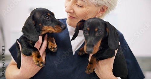 Wall Mural Happy, mature and woman with dogs in vet for professional care or wellness, behavior therapy and animal treatment