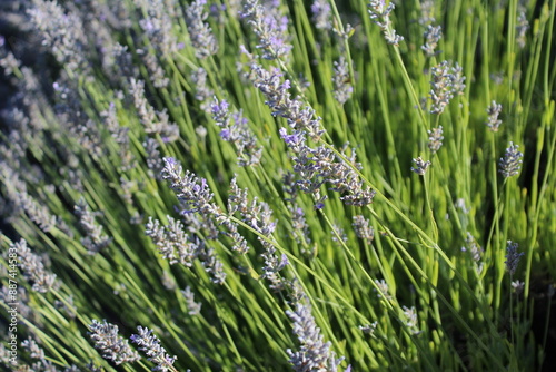 Rosemary in the Wind
