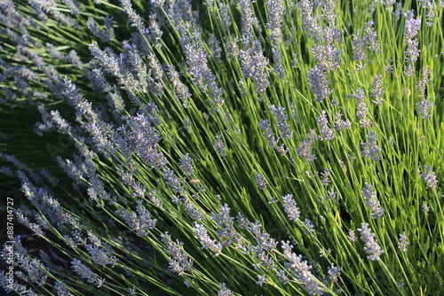 Rosemary in the Light