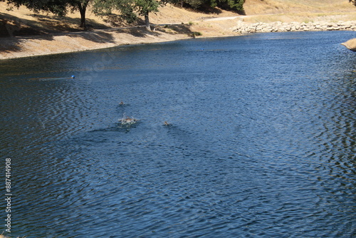 Ducks in a Lake