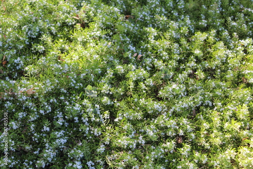 close up of moss