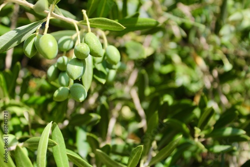 Olives in the sun
