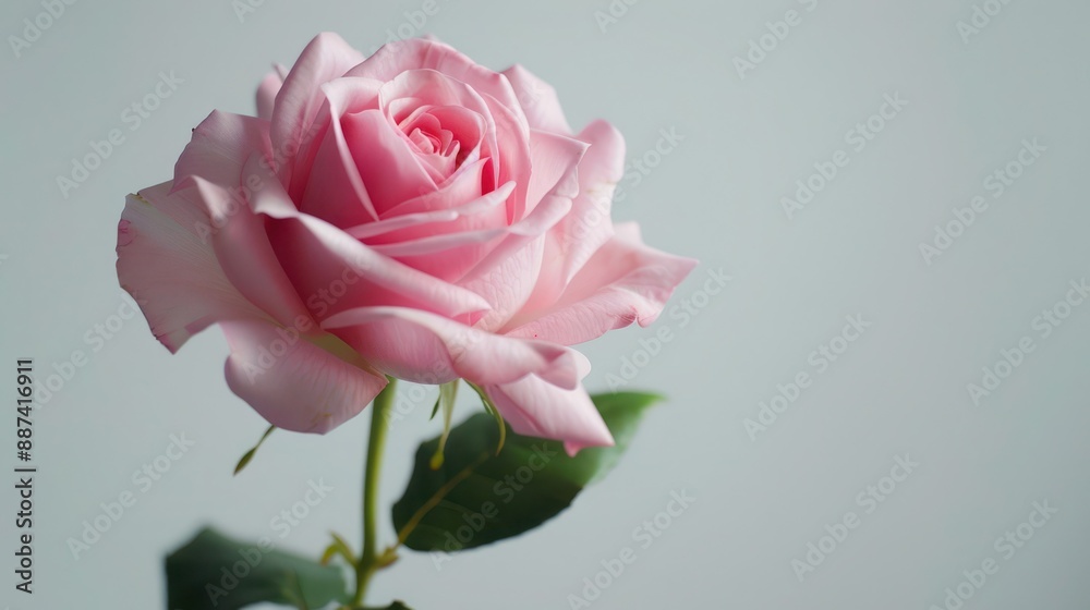 Beautiful opening pink rose on white background. Petals of Blooming pink rose flower open, time lapse, close-up. Holiday, love, birthday design backdrop. Bud closeup. Beautiful opening pink rose on white background. Petals of Blooming pink rose flower open, time lapse, close-up. Holiday, love, birthday design backdrop. Bud closeup.