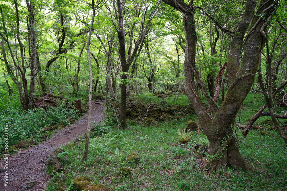 old trees and fresh ferns in spring forest old trees and fresh ferns in spring forest