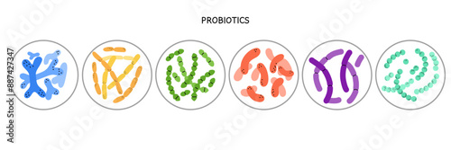 Probiotics. Different colorful microbiome and microbiota. Bifidobacterium and lactobacillus, supplement isolated elements. Gastrointestinal health, vector cartoon flat style isolated illustration