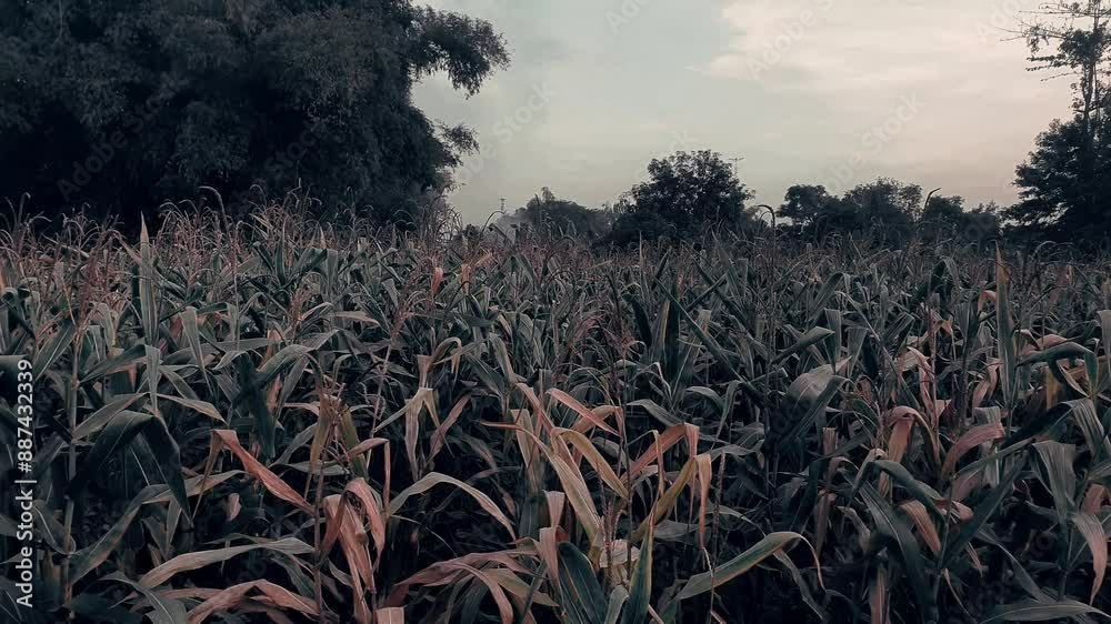 Serene view of corn fields at dusk Serene view of corn fields at dusk