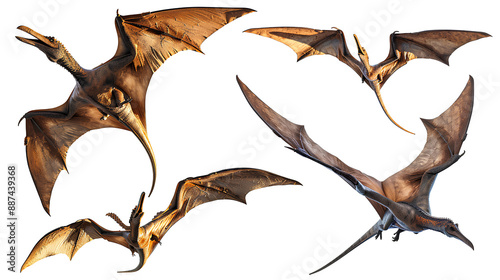 Set of pterodactyl isolated on white background