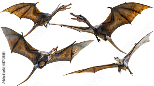 Set of pterodactyl isolated on white background
