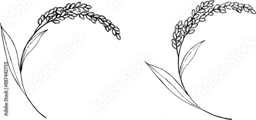 ペンで描いた稲穂のイラスト