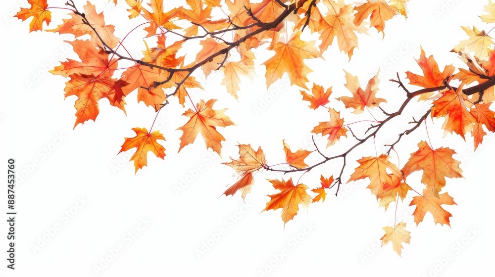 Maple tree branches in autumn hues against a white backdrop Maple tree branches in autumn hues against a white backdrop