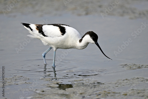 Pied avocet // Säbelschnäbler  (Recurvirostra avosetta) 