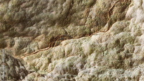 Photo of yellow coral surface texture. there is a line like a former transverse fault in the middle.
