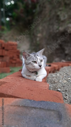 a bicolor male cat siting on the bricks. exhausted after a day's activity. Close up photo focus on the cat. Use for background or wallpaper
