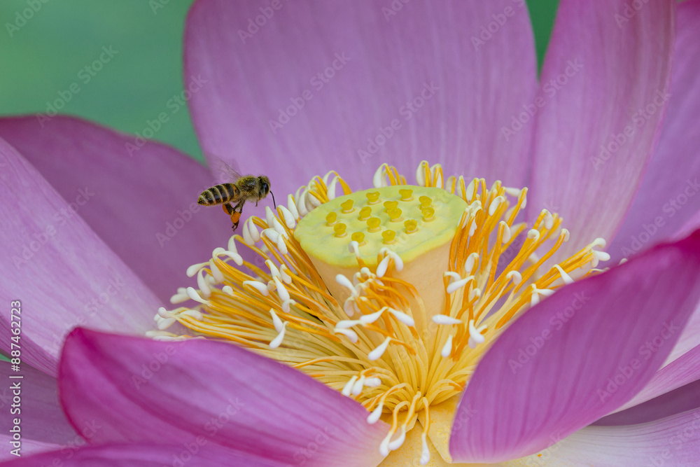 蜜蜂の朝活 蜜蜂の朝活
