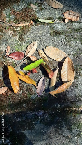 close up view of dry leaves on mossy stone floor. concept of dry season in tropical forest. use for background or wallpaper. no people
