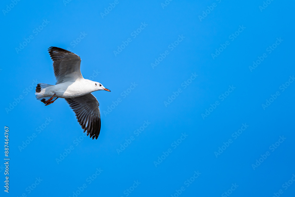 Flying Seagull, clear blue sky background, copy space Flying Seagull, clear blue sky background, copy space