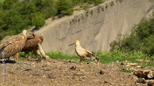 close-up of an Egyptian Vulture (Neophron percnopterus, Alimoche Común) feeding photo