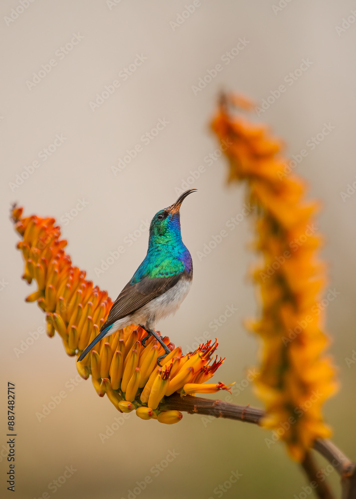Obraz premium A white bellied sunbird with gorgeous iridescent and colorful feathers looking at an orange aloe flower spike from which it intends to eat nectar in the Kruger National Park in South Africa.