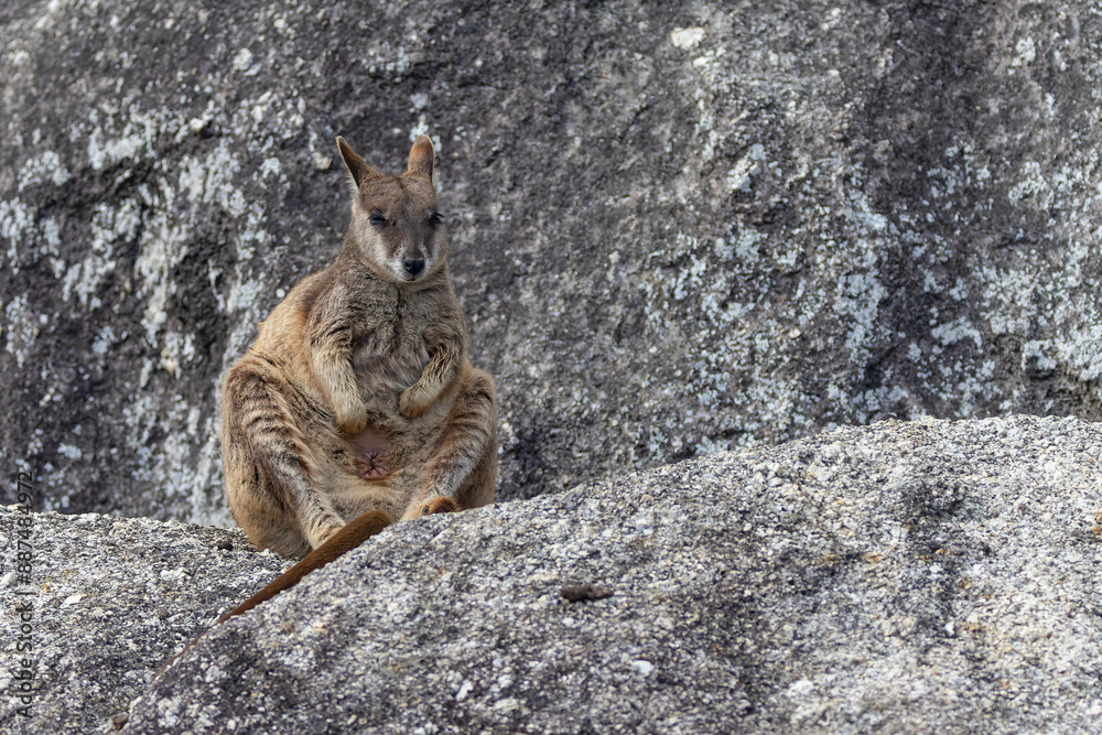 Naklejka premium mareeba rock-wallaby sits and grooms its belly at granite gorge