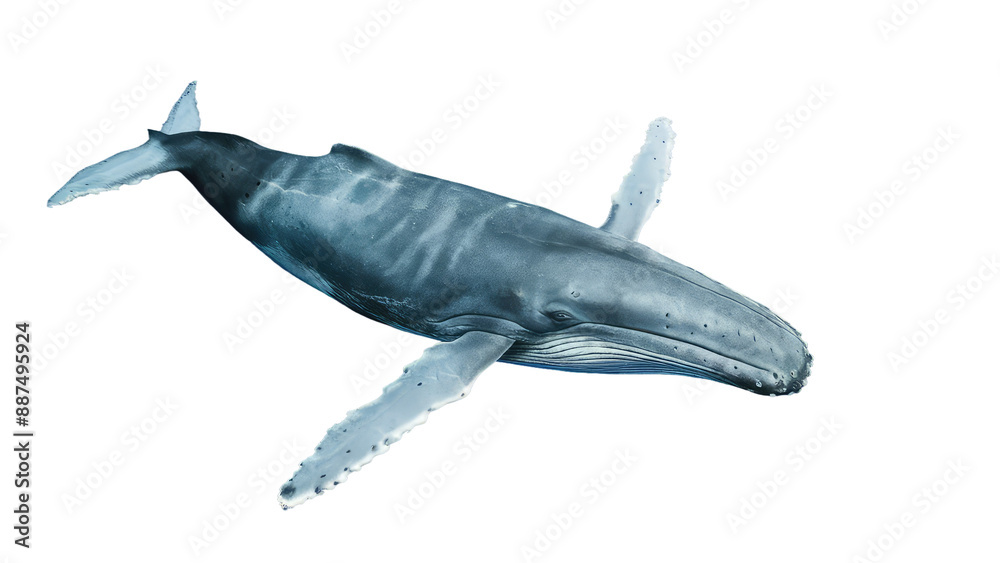 Fototapeta premium Isolated PNG Big Whale, GENERATIVE AI