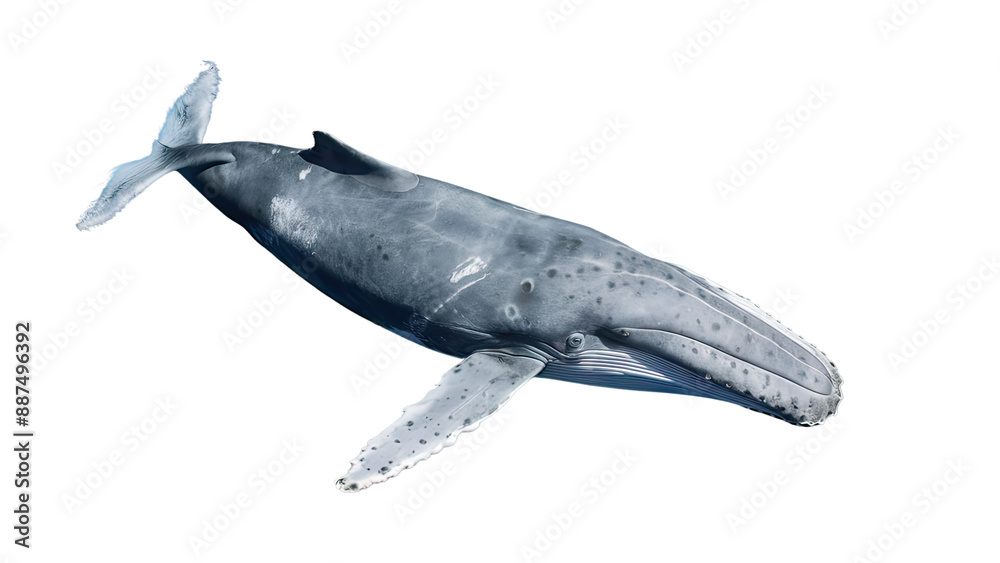Fototapeta premium Isolated PNG Big Whale, GENERATIVE AI