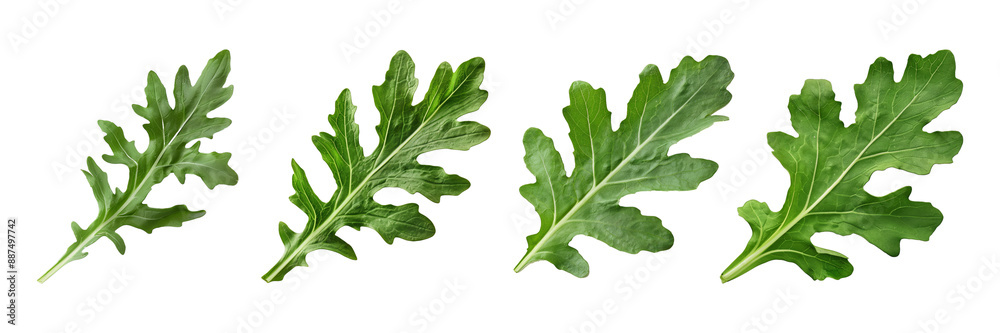 Fototapeta premium Set of arugula leaf, isolated on transparent white background
