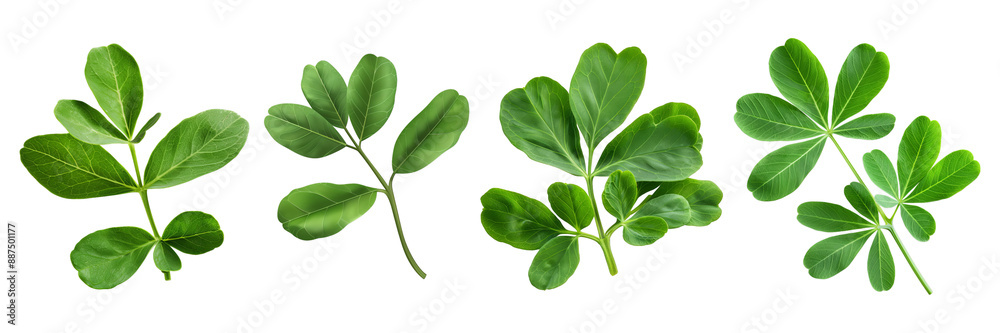 Set of fenugreek leaf, isolated on transparent white background Set of fenugreek leaf, isolated on transparent white background