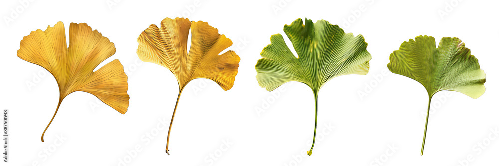 Set of ginkgo leaf, isolated on transparent white background Set of ginkgo leaf, isolated on transparent white background
