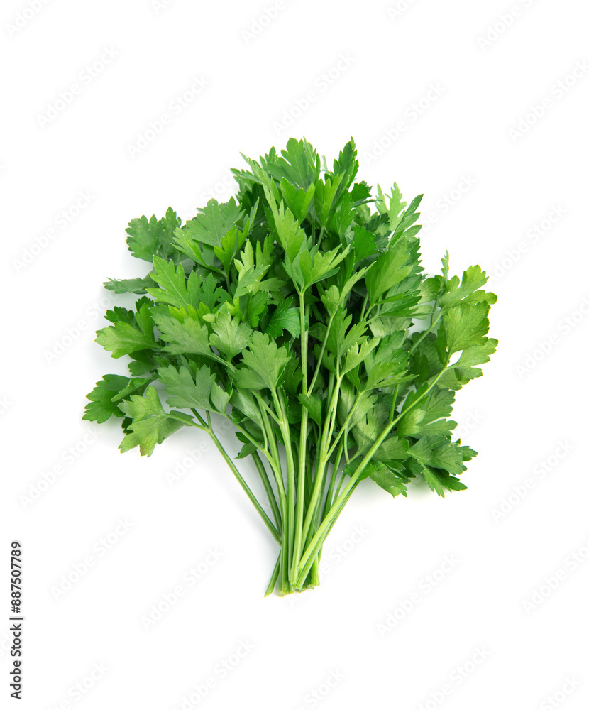 Fresh green parsley bunch on white background. Fresh green parsley bunch on white background.