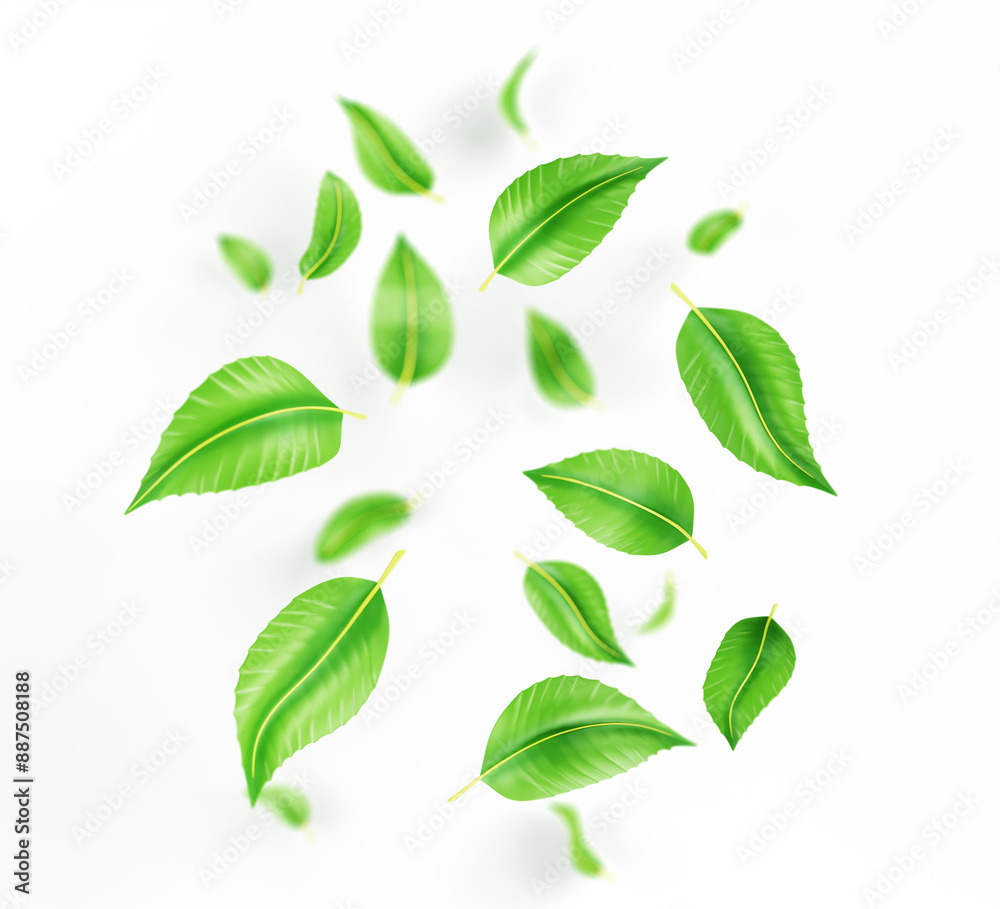 Falling green tea leaves or mint, fresh foliage of lime or peppermint flying in air 3d render. Organic element for product packaging design, advertising isolated on white background. 3D illustration Falling green tea leaves or mint, fresh foliage of lime or peppermint flying in air 3d render. Organic element for product packaging design, advertising isolated on white background. 3D illustration
