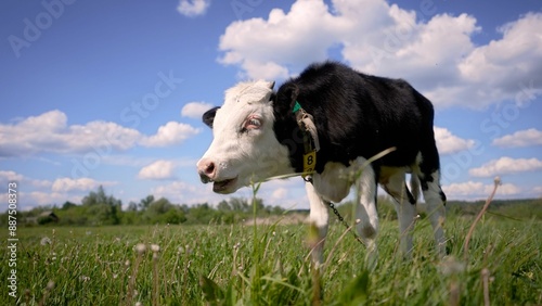 Beautiful black and white calf in green grass. Domestic animals on the farm, calf. A young black and white calf on a lawn in summer. photo