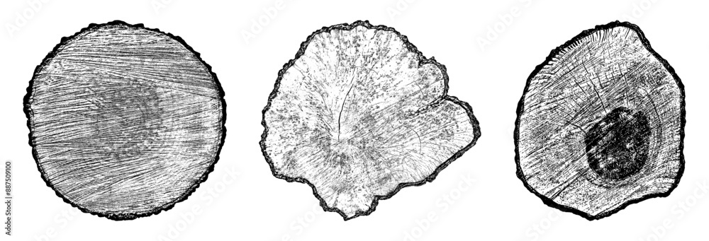 Set cross section of wood texture. Tree rings. Cut slice of wooden print isolated on white. Textured surface with rings and cracks. Background made of hardwood from the forest. Vector EPS 10.