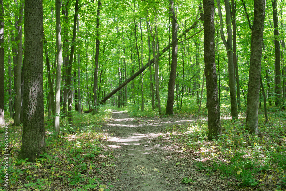 a path is in the green forest a path is in the green forest