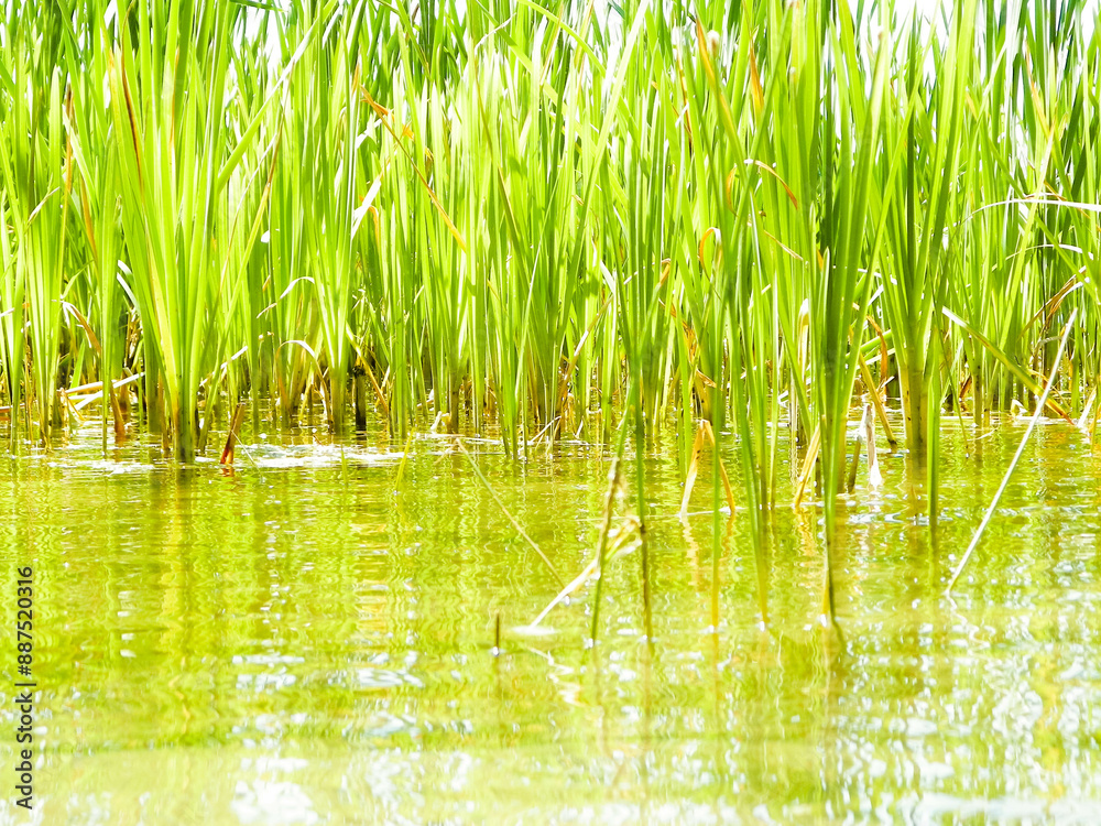 Obraz premium Close up of typha plant in lake water.