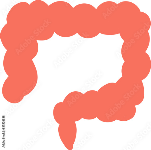 cholorectal Human organ illustration anatomical for medicine, biology, education