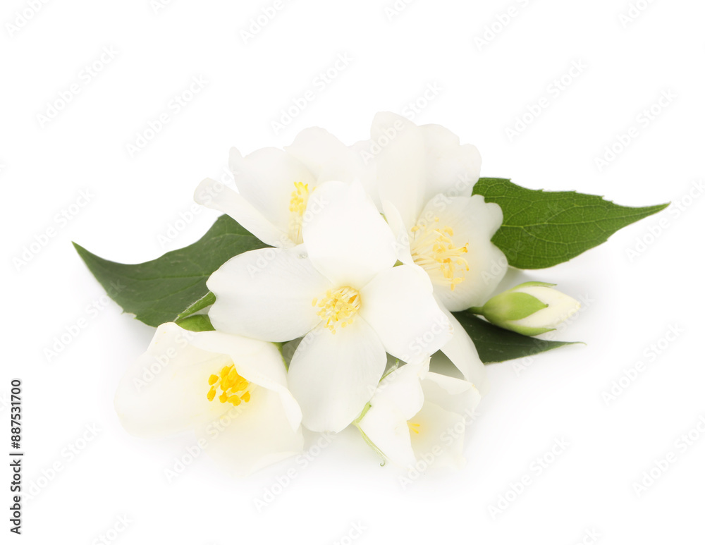 Fototapeta premium Branch of jasmine flowers and leaves isolated on white
