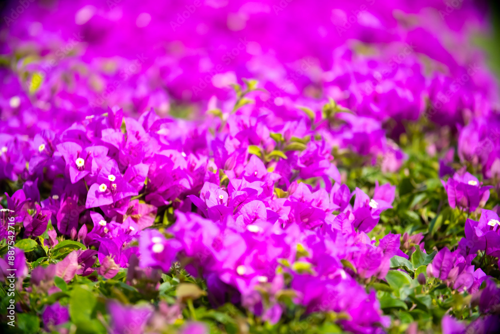 Obraz premium Blooming pink Bougainvillea spectabilis looks like a wall. A hedge of beautiful bougainvillea bushes with lilac flowers.