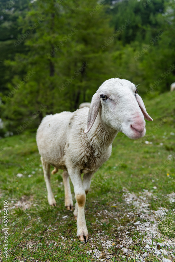 Idyllic Summer Scene: Sheep Grazing in High Alpine Mountains